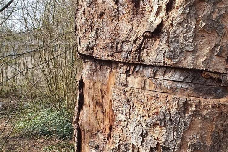 Ohne Sinn undVerstand wurden die Bäume hinter dem Hallenbad beschädigt.  Foto: SBN