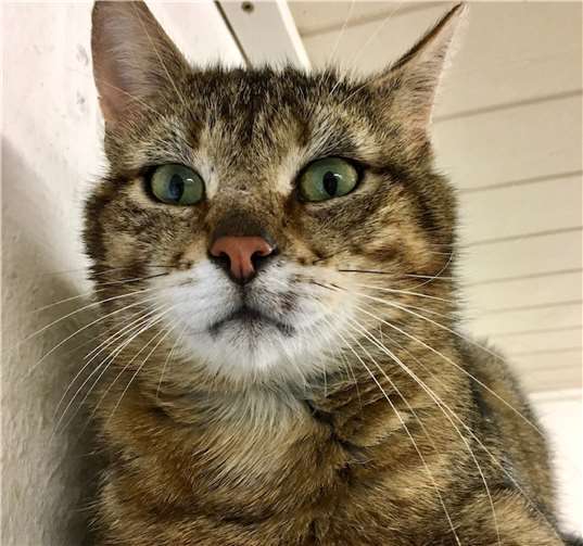 Ole lässt sich am geöffneten Fenster gerne den Wind um die Nase wehen. Foto: Tierheim u. Tierschutzverein Kreis Ahrweiler e.V.