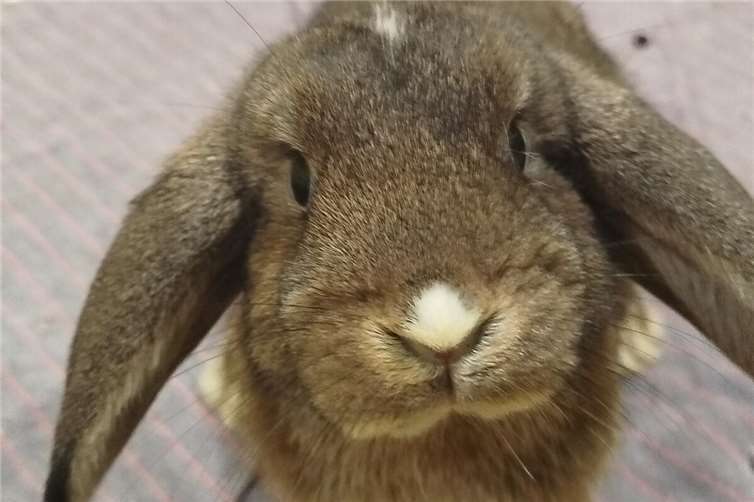 Olina Fotos: Tierheim Andernach