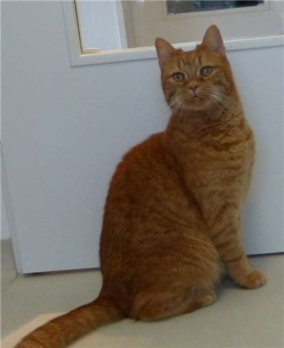 Oliver schmust gerne und zeigt auch ab und an Spielverhalten.privat