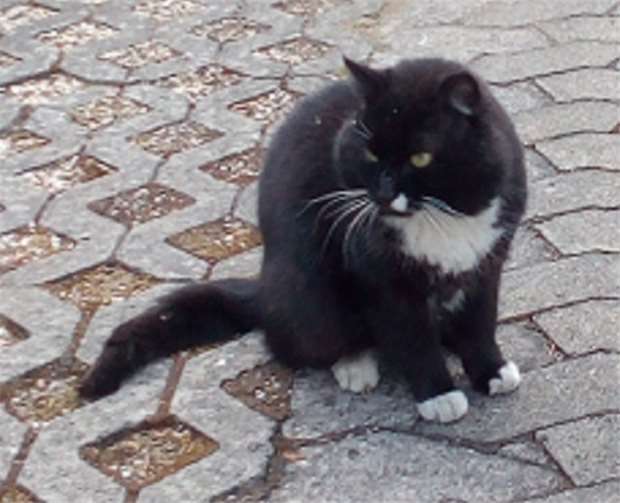 Olli ist eine treues Tierprivat