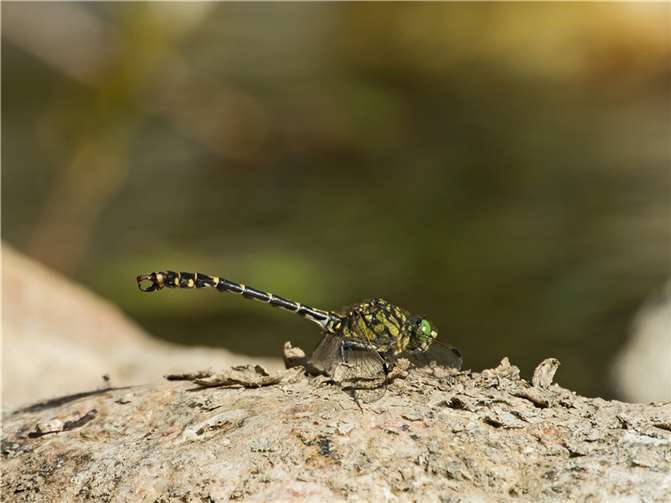 Onychogomphus forcipatus, die kleine Zangenlibelle. Foto: Rea Brinkhoff