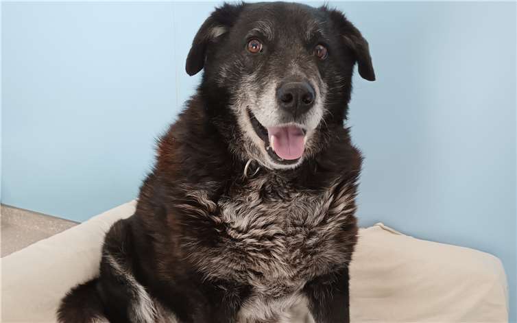 Opa Oskar ist ein bezaubernder, älterer Rüde, der sich gleich in alle Herzen schleicht.Foto: Tierheim Andernach