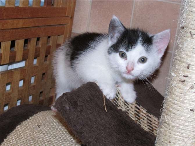 Opal.  Fotos: privat