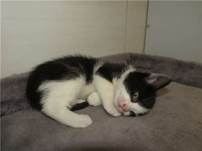 Oraia. Fotos: privat