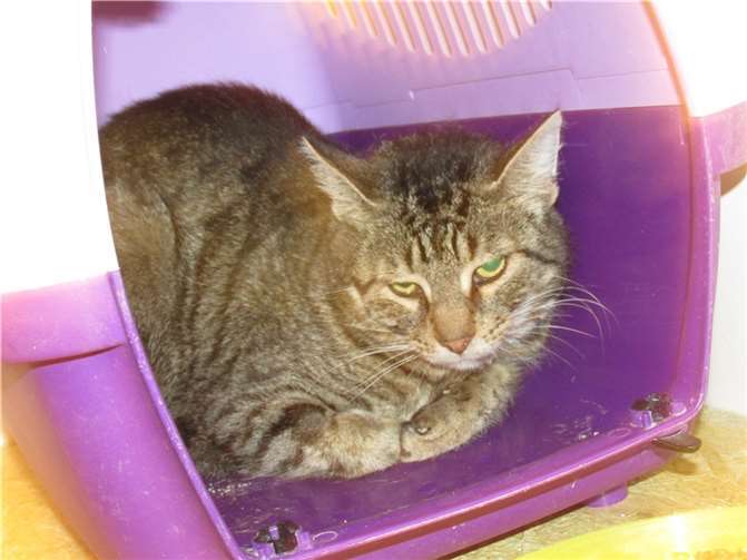 Orianna möchte wieder Freigänger werden.