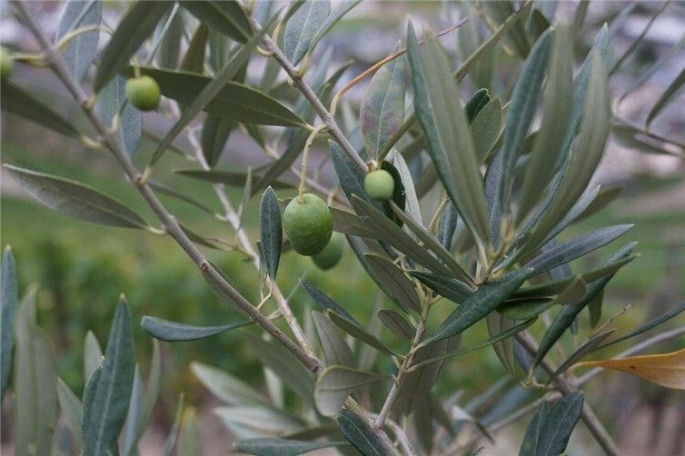 Original Ahrtaler Oliven - allerdings im unreifen Zustand. Foto: ROB