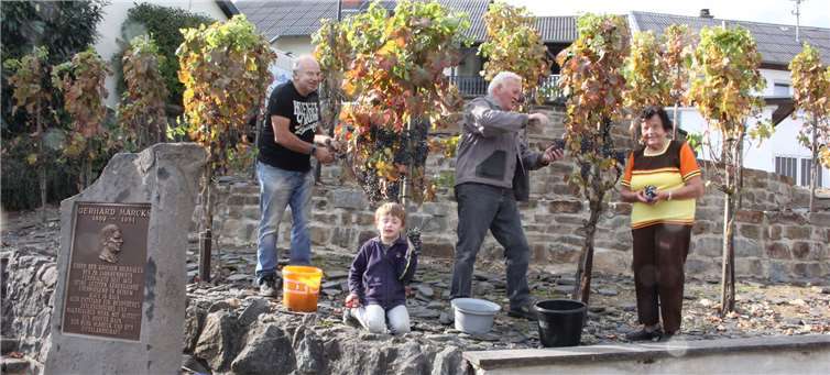 Ortsbürgermeister August Henn, Tim Oligschläger, Hans Schneider und Katharina Theisen lesen die letzten Trauben der diesjährigen Weinlese in Hain. WK