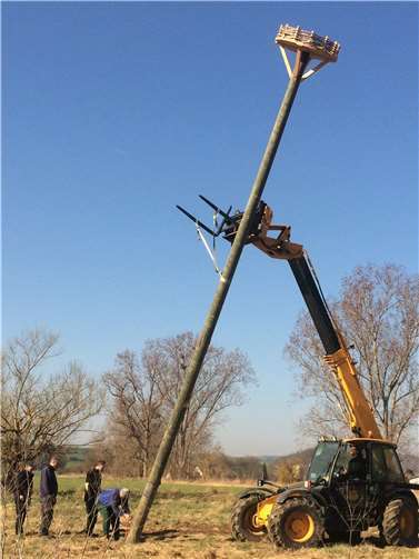 Ortsbürgermeister Walter Kill, Mitarbeiter der KommAktiv und Vertreter der Stiftung Natur und Umwelt im Landkreis Mayen-Koblenz beim Aufstellen der Storchenplattform in den Banner Wiesen (Foto: VG Pellenz / M. Kaltenborn). Foto: Verbandsgemeindeverwaltung Pellenz