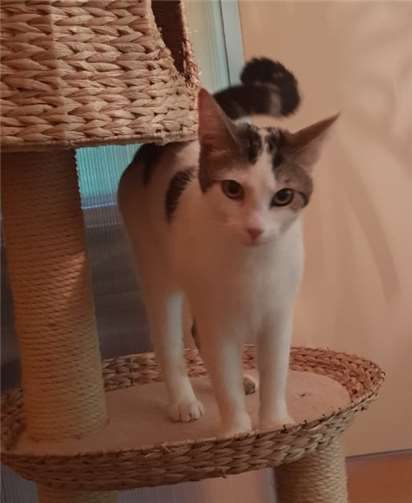 Oskar der Schmusekater.Privat