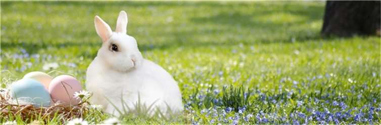Osterhase, Osternest und blühende Blumen – so schön ist Ostern. Foto: pixabay.com © Pixaline (CC0 Creative Commons)
