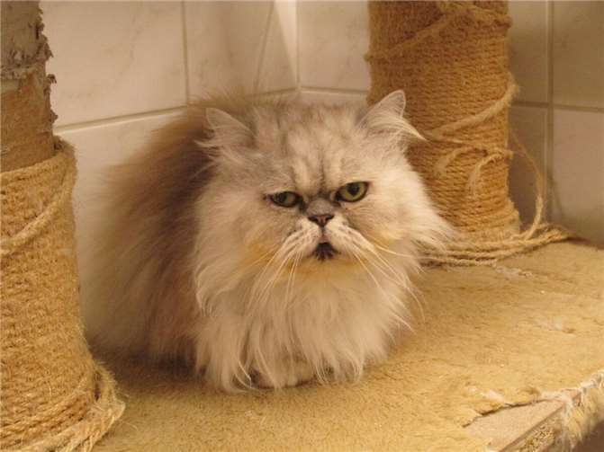 Kimmi und Otto: zwei Schmusetiger suchen ein gemeinsames Zuhause  Otto. Fotos: privat