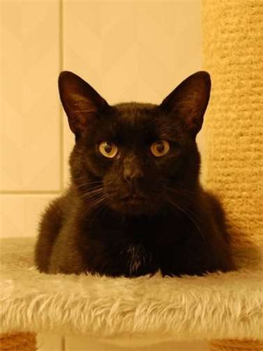 Pablo möchte nach Hause.  Tierheim Mayen