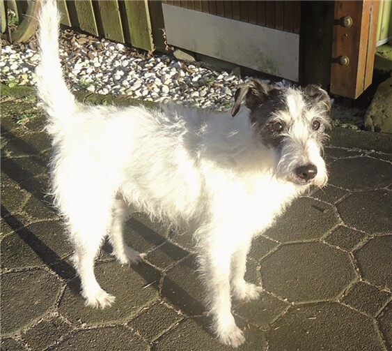 Paco der Parson Jack Russel Rüde.Privat