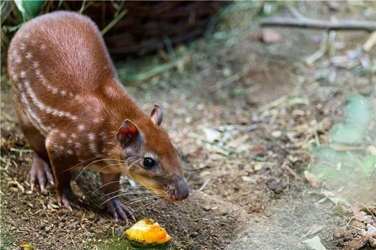 Pakas sind bei der Partnerwahl durchaus wählerisch.  Foto: Danilo Gaensch