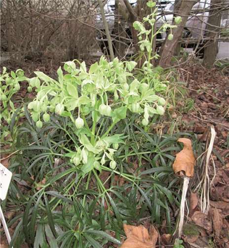 Palmblatt-Nieswurz (Helleborus foetidus). Birte Kümpel
