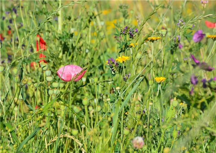 Paradies für Bienen und andere Insekten in ruhiger Talrandlage!