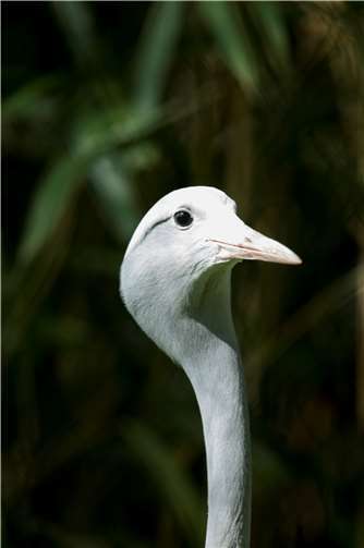 Paradieskranich.  Foto: Marcus Propach