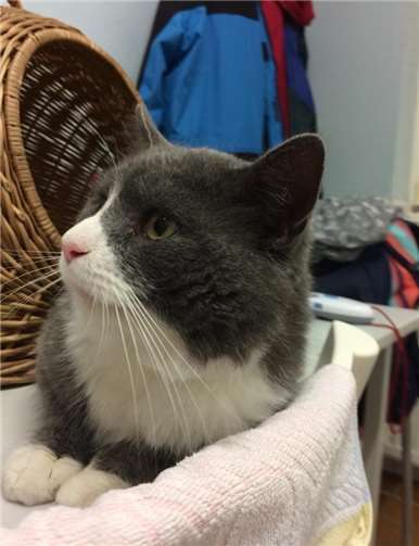 Pascha - Fundkater aus Mayen.