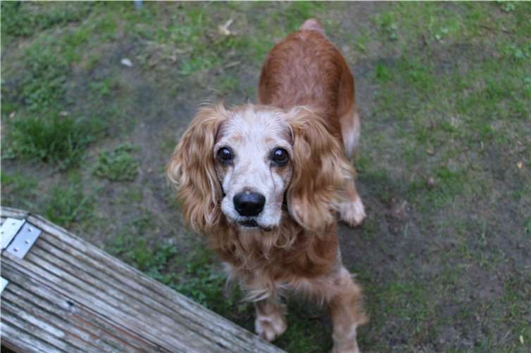 Patchy sucht liebe Menschen.  Foto: Tierheim u. Tierschutzverein Kreis Ahrweiler e.V.