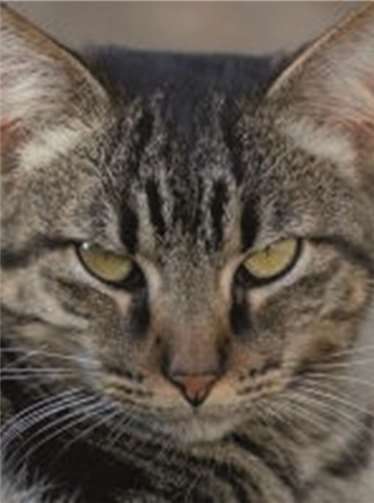 Patenkater Struppi gehört ebenfalls zu den Betagteren.