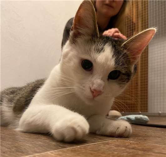 Patenkatze Lotti. Foto: Tierschutz Siebengebirge, Antje Firmenich