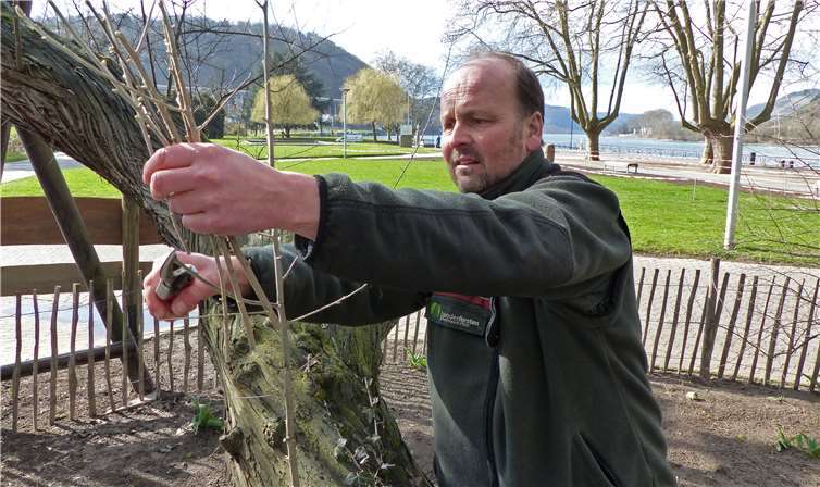 Patrick Lemmen von der Forschungsanstalt für Waldökologieund Forstwirtschaft Rheinland-Pfalz schneidet die Stecklinge zur Nachzucht.