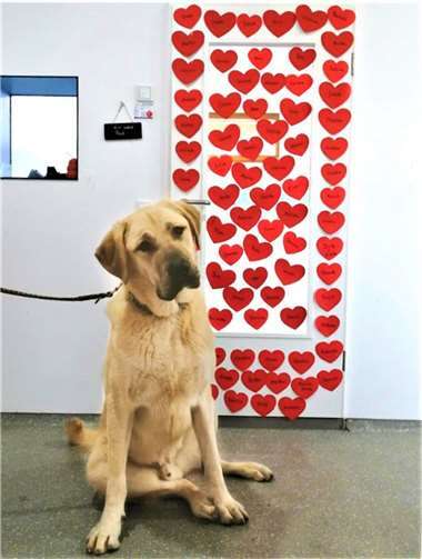 Paul hat viele Herzen bekommen, wartet aber auf ein Zuhause. Foto: privat