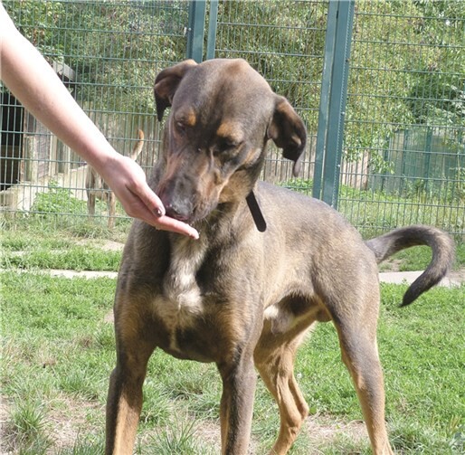 Paul sucht ein Zuhause. privat