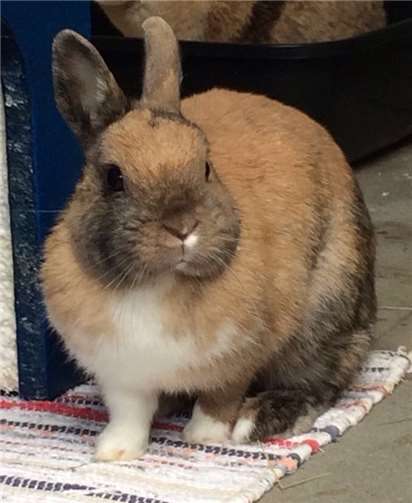 Paula ist auf der Suche nach einem neuen Zuhause.privat.