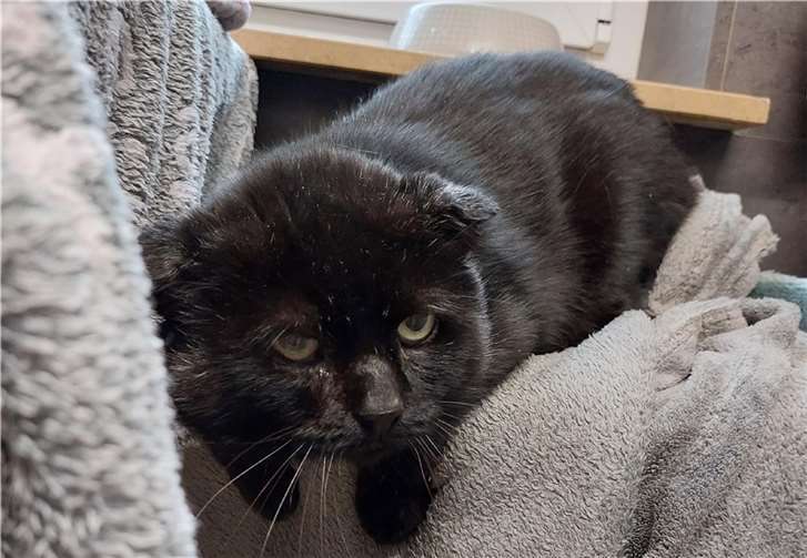 Pauli. Foto: Tierheim u. Tierschutzverein Kreis Ahrweiler e.V.