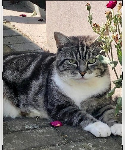 Pauli sucht ein Zuhause.  Foto: privat