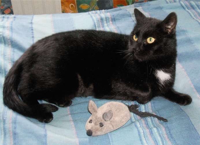 Paulinchen ist 2 Jahre alt und sehr menschenbezogen.Privat