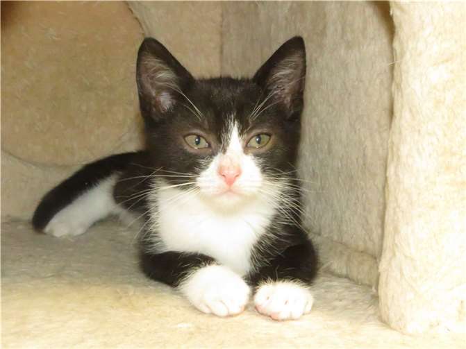 PaxtonFotos: Katzenhilfe Westerwald e. V.