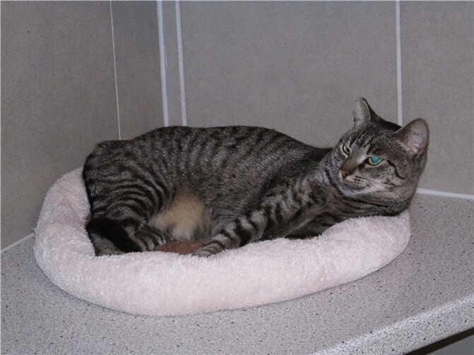 Peach.  Fotos: privat