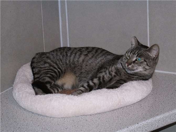 Peach macht große Fortschritte und wird immer zutraulicher.Fotos:Katzenhilfe Westerwald e. V.