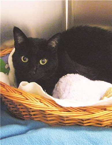 Peaches sucht ein neues Zuhause. Tierheim Andernach