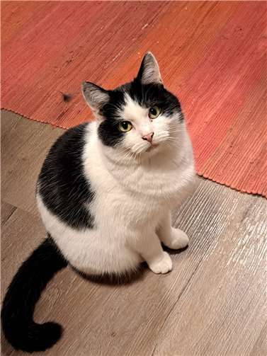 Pedro hat seine Angst vor Menschen langsam verloren.Foto: Katzenschutzfreunde Rhein-Ahr-Eifel e.V.