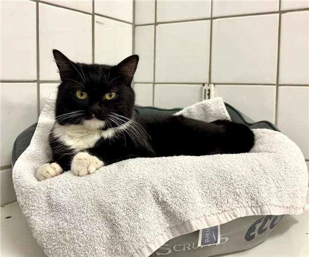 Peggy, die Funkatze aus Kaisersesch sucht nun nach einem neuen Zuhause.  Foto: Sybill Limbach