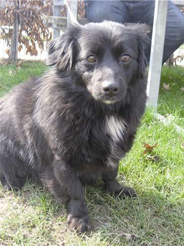 Peggy ist eine fröhliche Begleiterin.  privat
