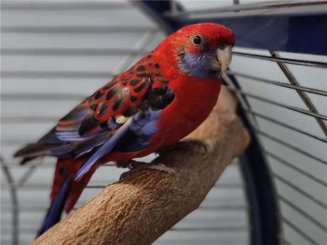 Pennantsittich Heino aus dem Tierheim Mayen.  Foto: Sybill Limbach