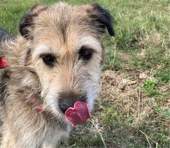 Pepa sucht ein neues Zuhause.Quelle: Tierheim Mayen