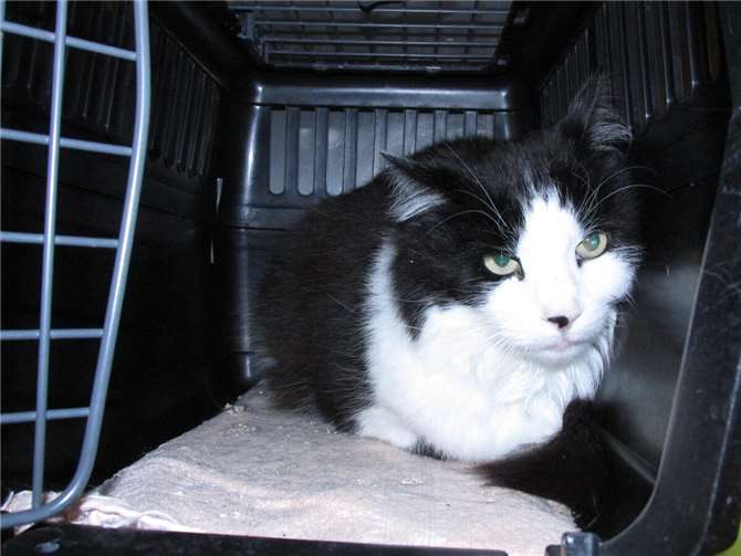 Zwei besondere Katzen auf der Suche Pepe. Fotos: privat