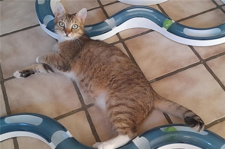 Peppino