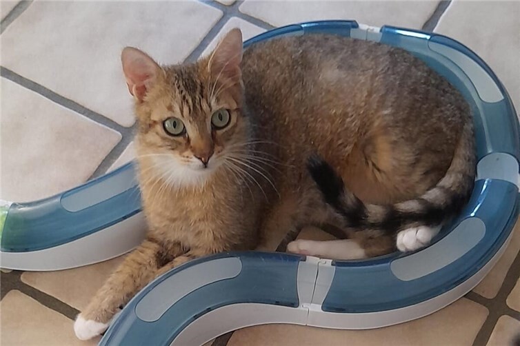 Peppino