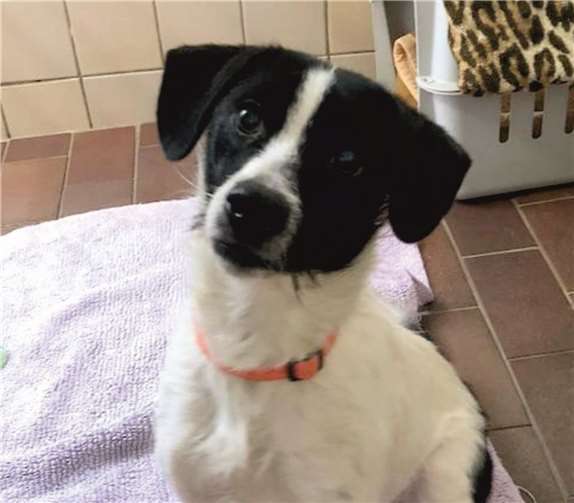 Peppy sucht ein neues Zuhause.Foto: Tierheim und TierschutzvereinKreis Ahrweiler e.V.