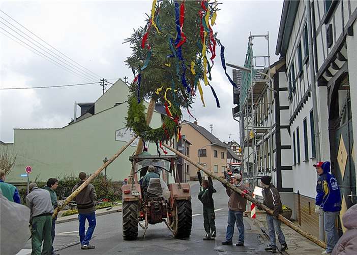 Per Muskelkraft und mithilfe des Traktors stellten die Junggesellen den Maibaum auf. privat