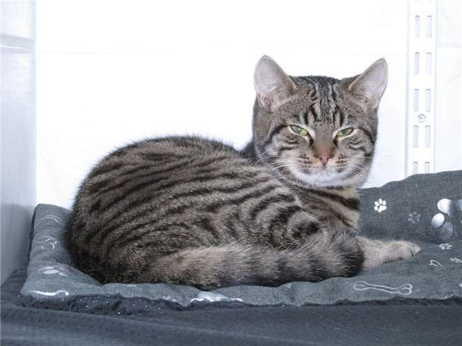 Percival.  Fotos: privat