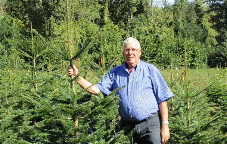 Peter Bauer inmitten seiner Nordmanntannen.privat