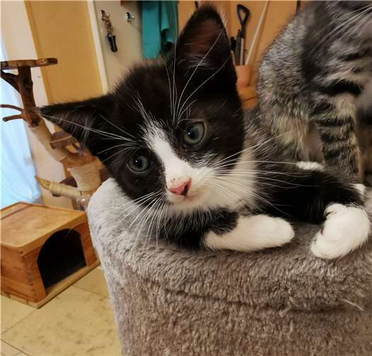 Peter. Fotos: Katzenschutzfreunde Rhein-Ahr-Eifel e.V.